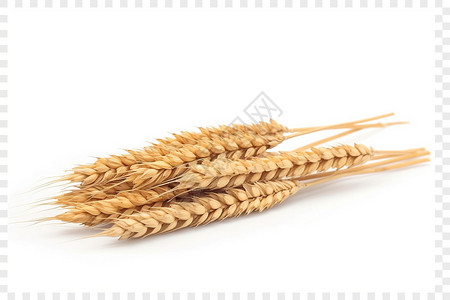 白色麦穗种植水稻田的小麦设计图片