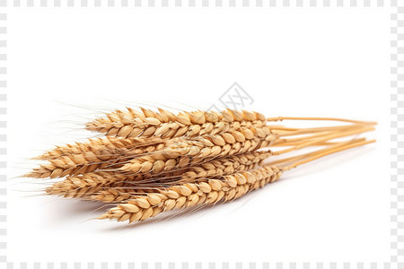 小麦种植刚刚收割的小麦设计图片