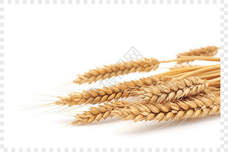 水稻田白色背景上的小麦设计图片