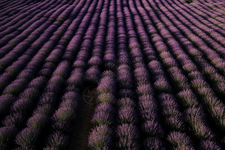 紫色的田野背景图片