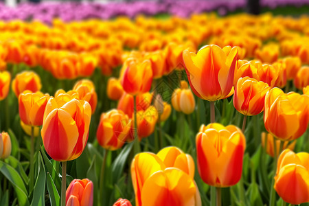 花园里五颜六色的郁金香背景图片