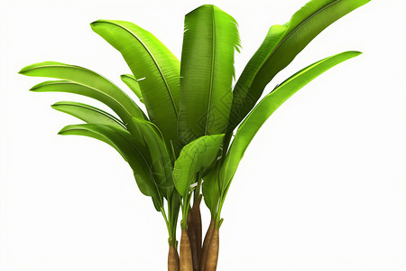 野生香蕉棕榈背景图片