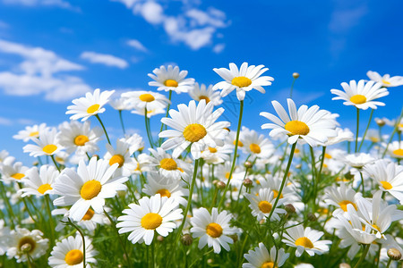 蓝色天空下的白色雏菊高清图片