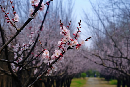 盛开的梅花植物梅林克高清图片