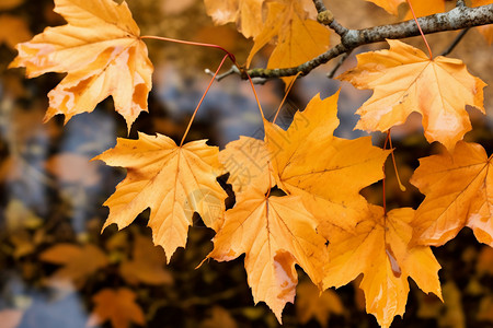 秋天的梧桐树背景图片