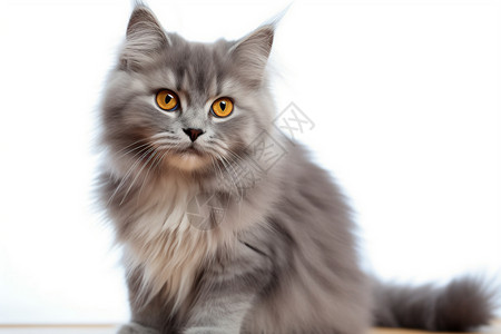 灰色毛发的猫图片