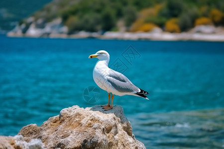 海鸥栖息享受平静的海风高清图片