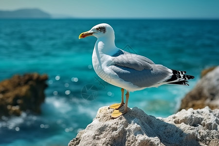 特写镜头享受海鸥栖息在岩石上享受平静的海风背景