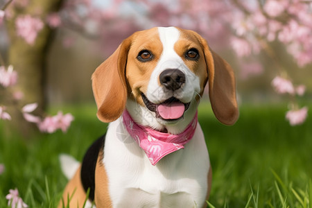 公园上草地可爱的狗背景图片