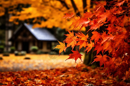 红色枫林深秋的红叶背景