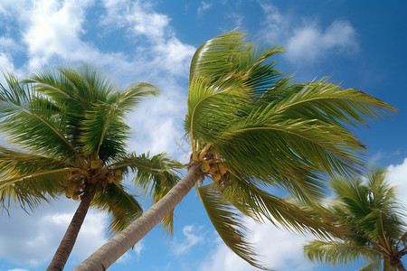 高大的棕榈树背景图片