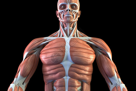 胸肌人体解剖学设计图片