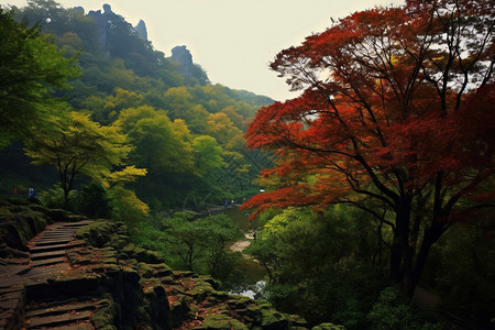 红色小亭子山上的树木背景