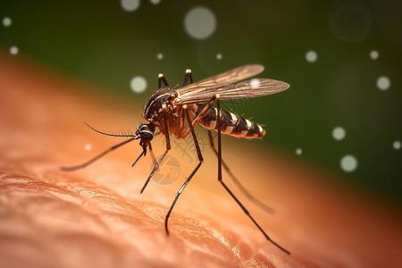 吸血的蚊子皮肤讨厌的高清图片