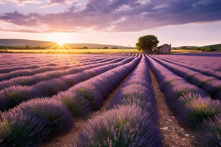 法国普罗旺斯薰衣草田的日出背景