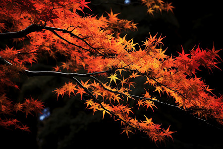 秋天美丽的枫叶背景图片