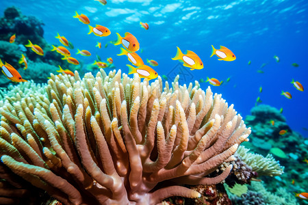 黄色海龟海底的珊瑚和小丑鱼背景