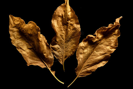 植物干枯的叶子的特写镜头背景图片