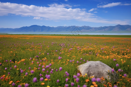 美丽的花海图片