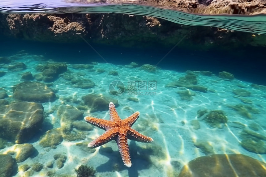 水面上的充满活力的海星图片