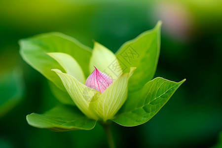 美丽的花朵背景图片