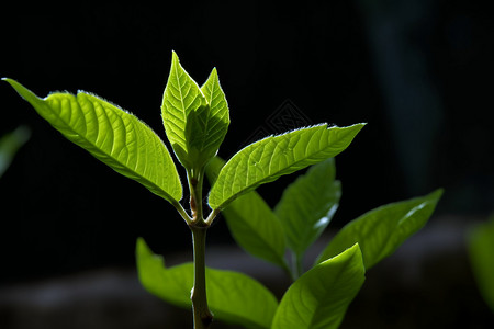 户外的绿色植物背景图片