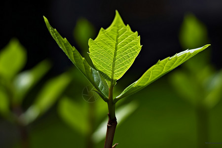 春天绿叶植物背景图片