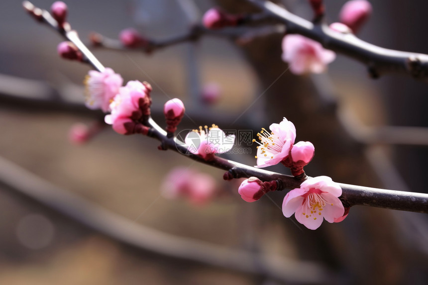 春天户外的鲜花图片