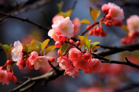 开满鲜花树春天开满鲜花的枝头背景