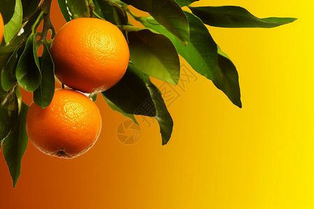 橘子树枝诱人的橘子设计图片