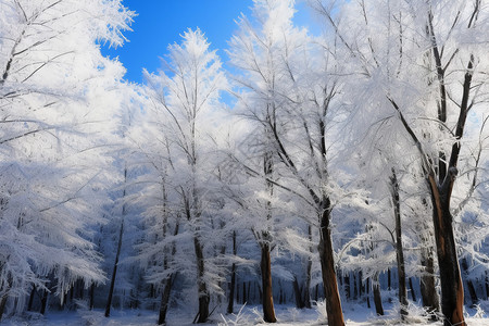 冬日里童话般的树林图片