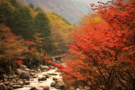 红色光雾光效秋天的红叶背景