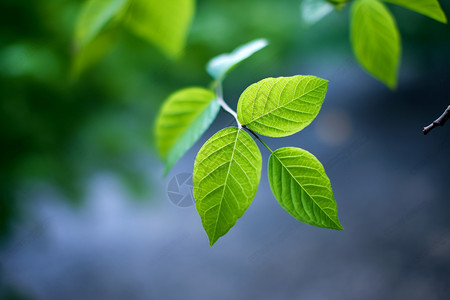 养眼的植物树叶图片