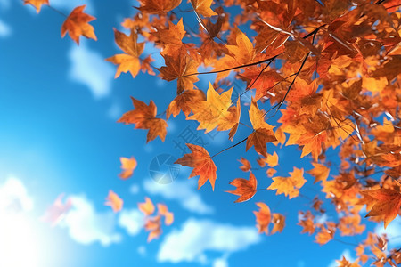 秋天的分枫叶背景图片