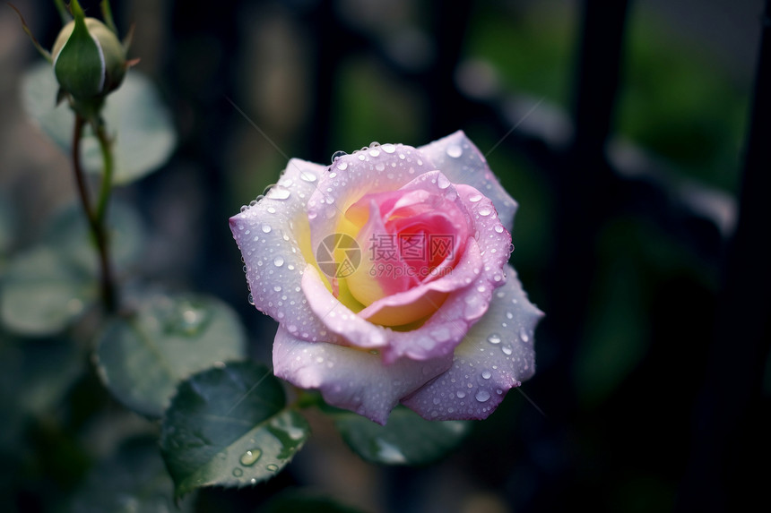 一朵粉色的玫瑰图片