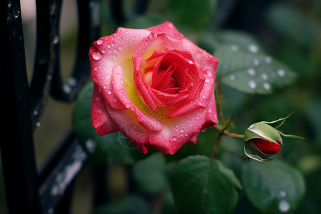 露珠玫瑰花园中的玫瑰背景