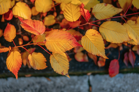秋天街道边的落叶背景图片