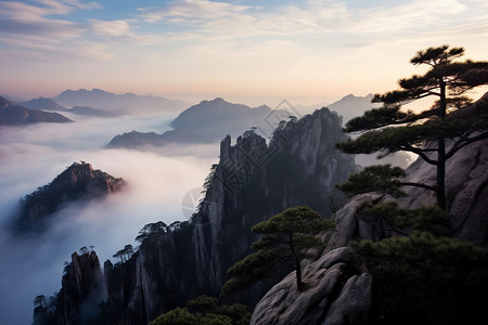 山峰上耸立的松树背景图片