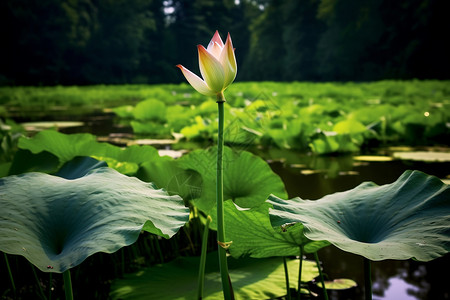 池塘的美丽莲花图片