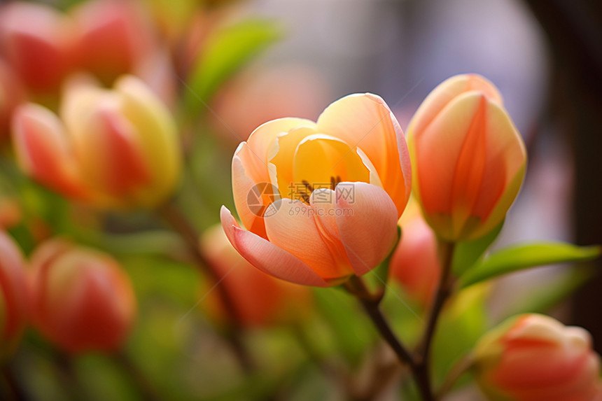 美丽的植物郁金香图片
