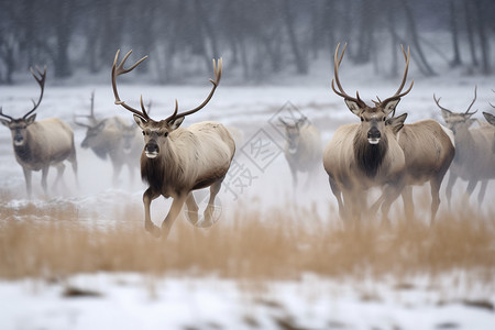 冬季荒野中的麋鹿背景图片