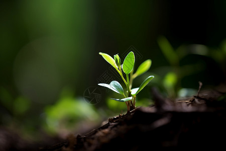 绿色成长的植物高清图片