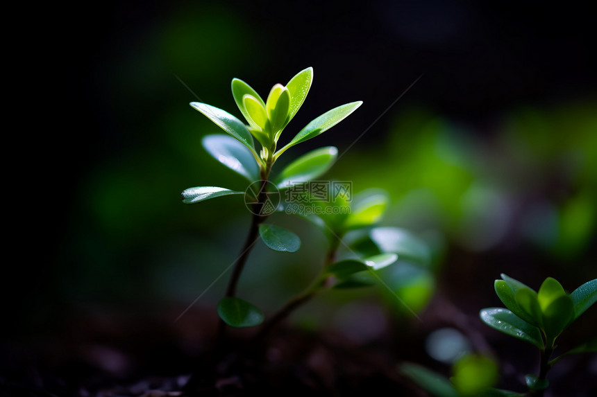 户外的绿色植物图片