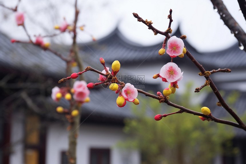 院子里刚盛开的植物图片