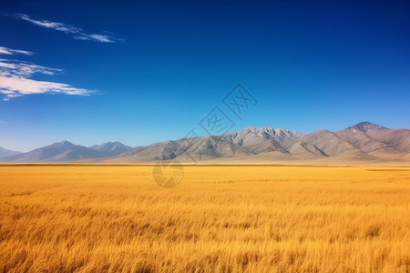 蓝天下的农田背景图片