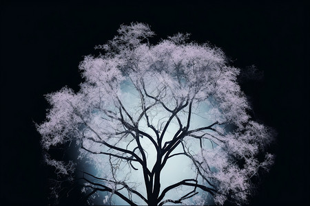 黑植物黑暗中一棵发光的树设计图片