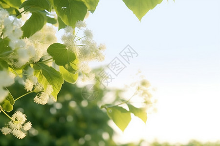 欧石楠夏天的菩提树背景