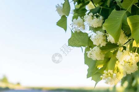 一束菩提树白花背景图片