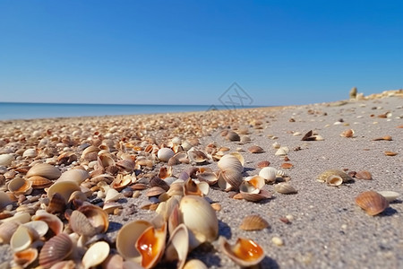 贝壳躺在沙滩上背景图片