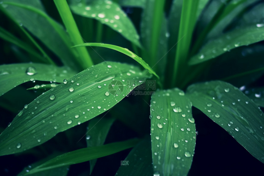 落满水珠的绿植图片